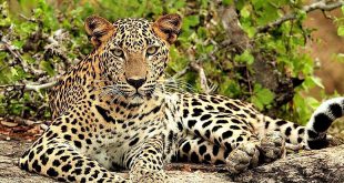 Young Leopard (Panthera pardus kotiya), Yala National Park, Sri Lanka