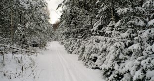 Лыжная трасса в лесу. фото
