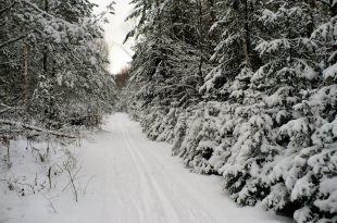 Лыжная трасса в лесу. фото