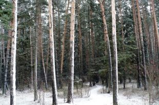 Сильный ветер со снегом в лесу