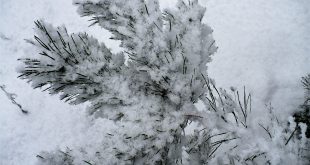 Сосновая ветка со снегом. фото