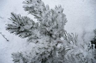 Сосновая ветка со снегом. фото