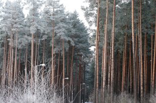 зимний лес в дражне, минск