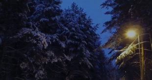 ночной зимний лес