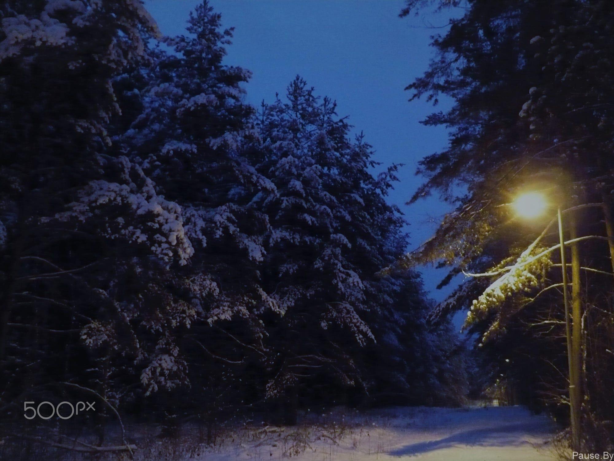 ночной зимний лес