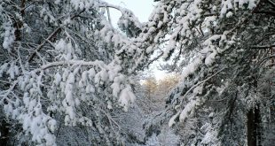 winter_forest_minsk_2