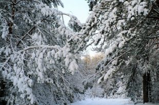 winter_forest_minsk_2