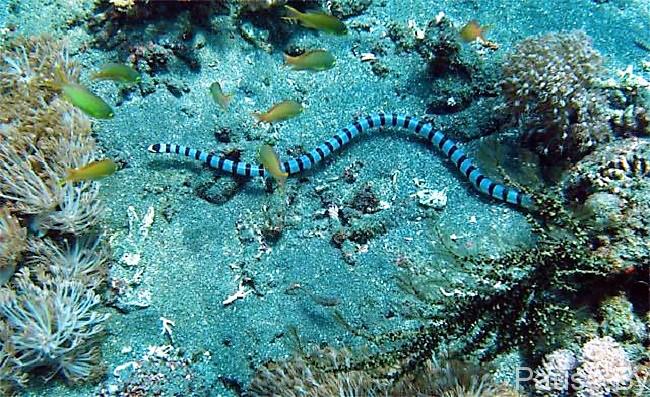 морская змея.jpg