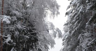 зимний лес фото.jpg