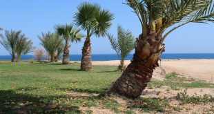 Пальмы на берегу Красного моря.jpg