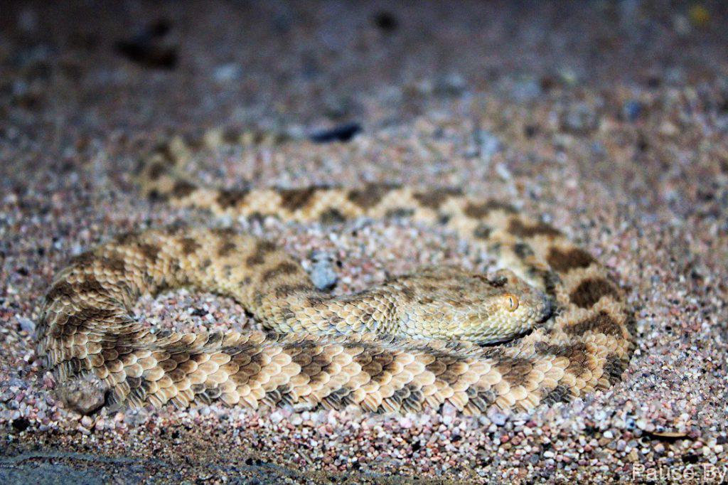 змея в песке.jpg