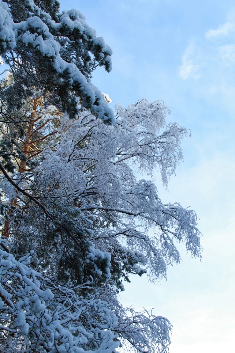 Снежное шютте сосны фото