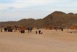 Деревня бедуинов в Египте, катание на верблюдах.jpg